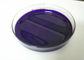 Certificação violeta do COA TDS do GV MSDS da força da cor alta da pasta do pigmento do plutônio 5v fornecedor